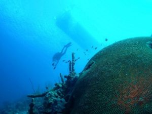 Resort dive boat anchored 50ft above Cpt.Don’s house reef, just a 3 minute swim from the dock…80 degree water,100ft vis