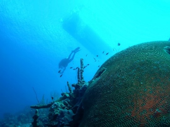 Resort dive boat anchored 50ft above Cpt.Don’s house reef, just a 3 minute swim from the dock…80 degree water,100ft vis